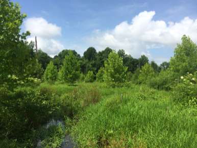 Forested Wetland Restoration Area